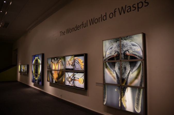 Wasp_exhibition__DSC3452